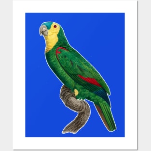 Green parrot Posters and Art